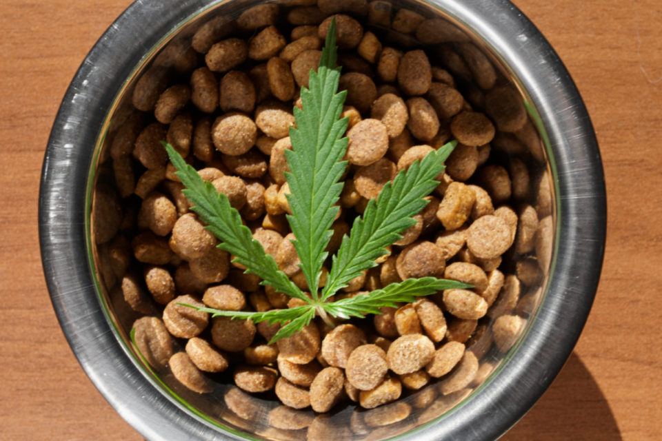 cbd for your pet